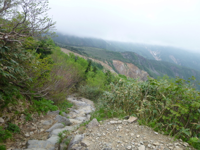 花の百名山　白山 (2,702.2M)  南竜ｹ馬場 編_d0170615_20583997.jpg