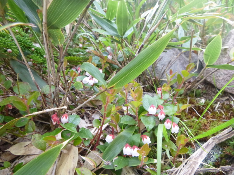 花の百名山　白山 (2,702.2M)  南竜ｹ馬場 編_d0170615_20590127.jpg