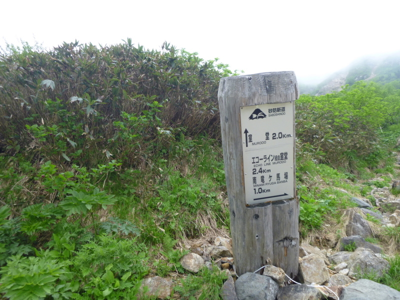 花の百名山　白山 (2,702.2M)  南竜ｹ馬場 編_d0170615_20592178.jpg