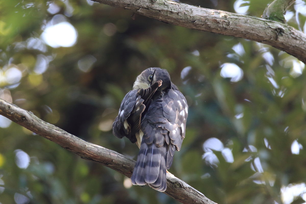 ツミ 幼鳥の真剣な羽繕い_f0369315_17395855.jpg