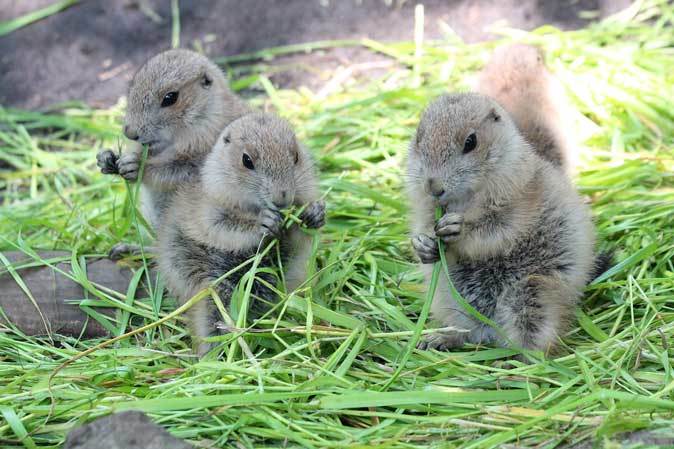 上野動物園 プレーリードッグの子供たち 生き埋めドッグ 続々 動物園ありマス