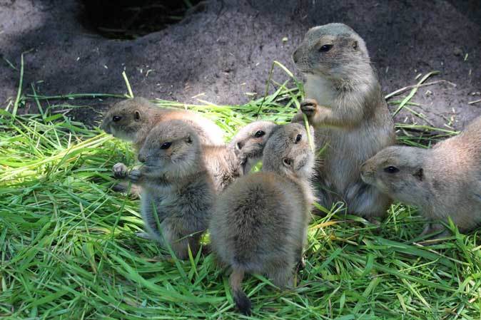 上野動物園 プレーリードッグの子供たち 生き埋めドッグ 続々 動物園ありマス