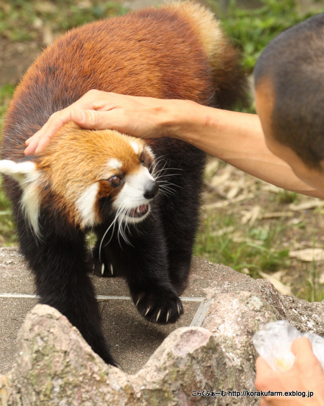 レッサーパンダ ガイアの嬉しい時間_c0188824_01291402.jpg