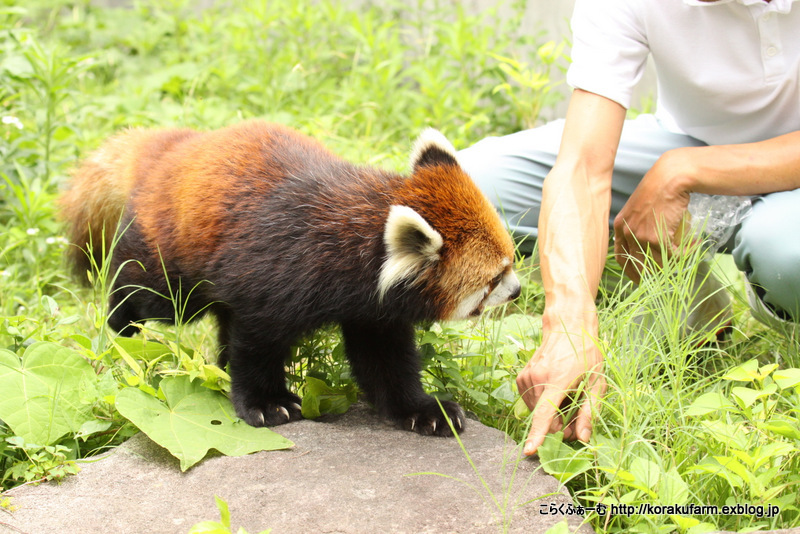 レッサーパンダ ガイアの嬉しい時間_c0188824_01483763.jpg