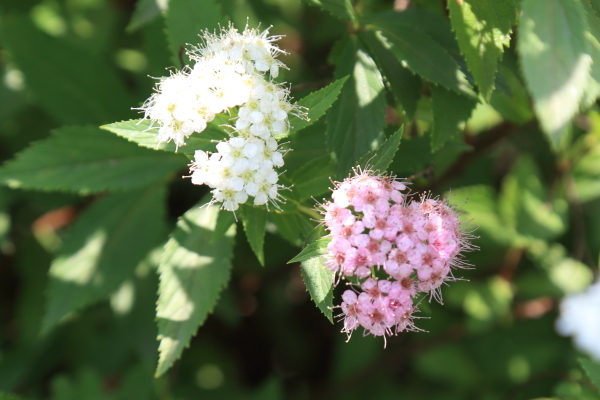 昭和記念公園その３_f0229832_23005547.jpg