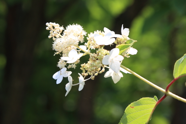 昭和記念公園その３_f0229832_23020966.jpg