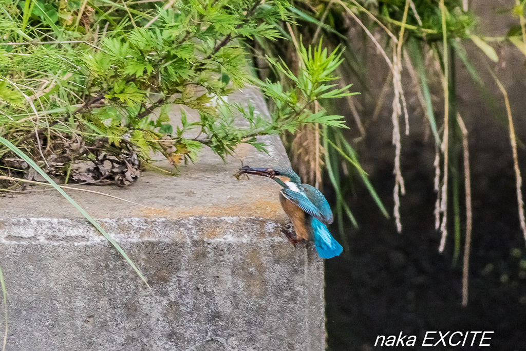 途中で　（2017/07/11　晴れ）_f0281533_12161652.jpg