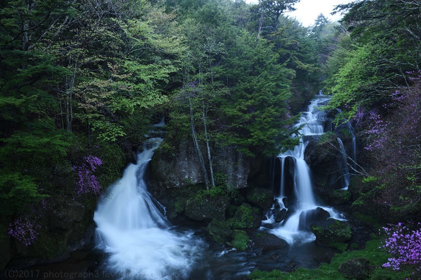 奥日光 竜頭の滝 トウゴクミツバツツジ 1 Photograph3 奥日光 竜頭の滝 トウゴクミツバツツジ 1 Photograph3