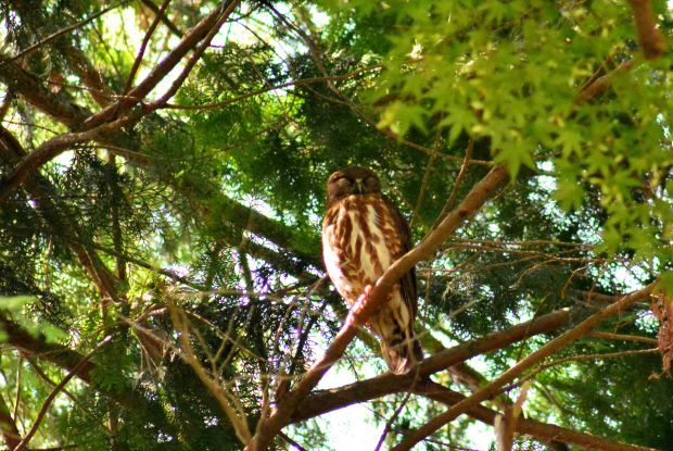 アオバズクはずーっと寝てました_d0354344_16193043.jpg