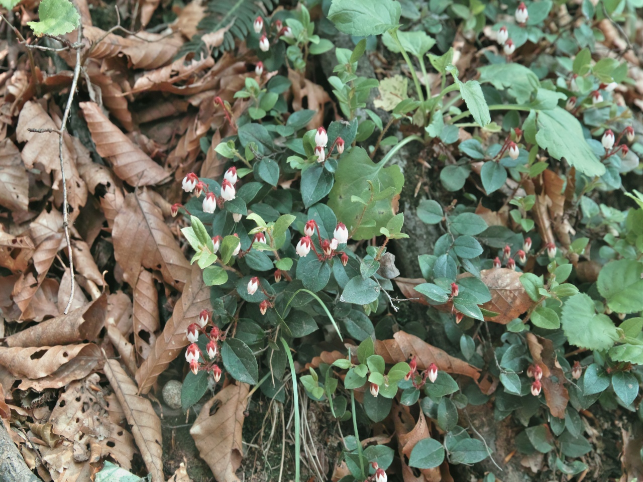 c0008948_10222832.jpg