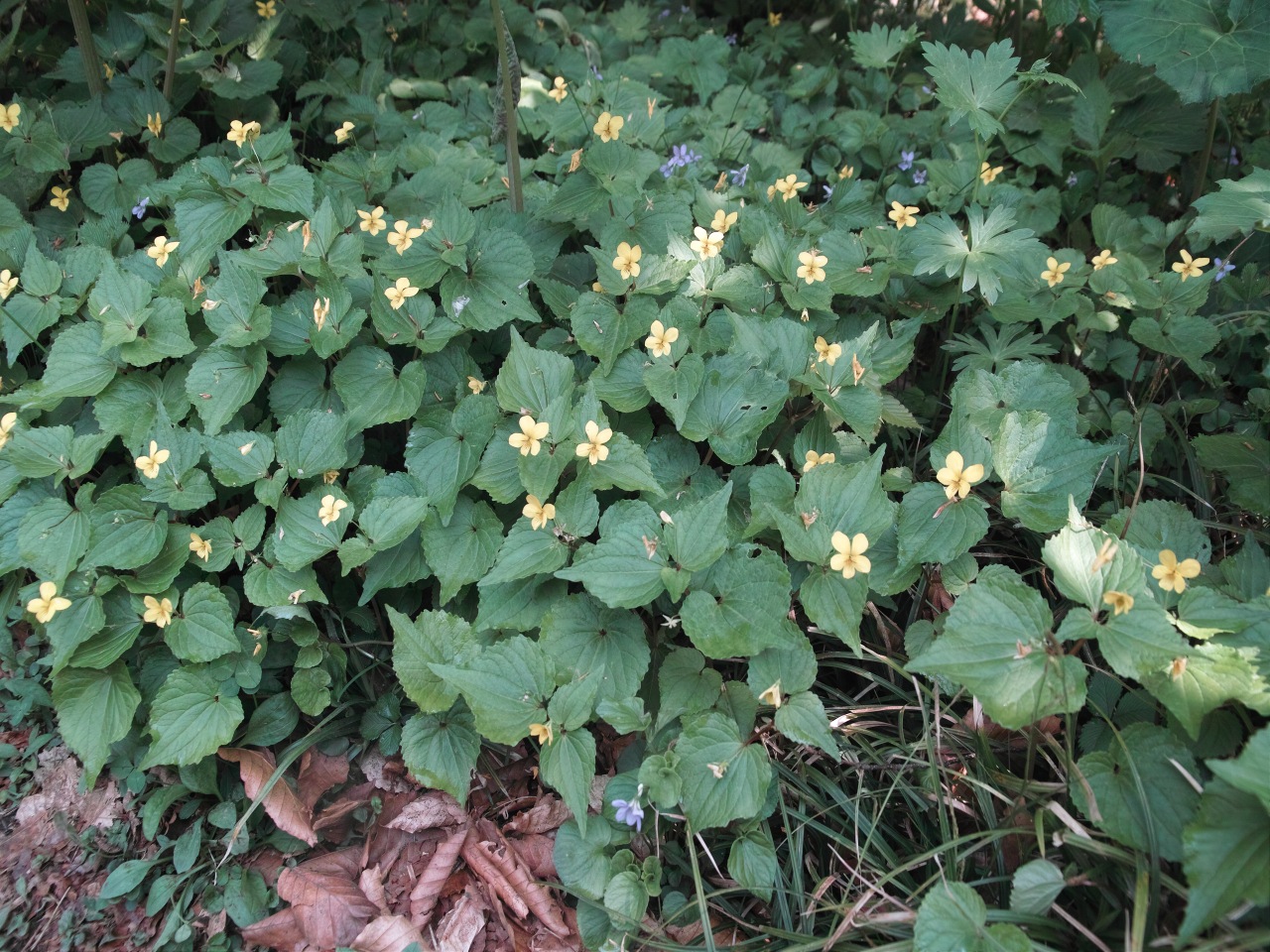 c0008948_11473388.jpg