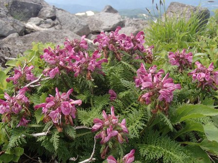 2017.7.9 月山の花々 弥陀ヶ原コース_a0344771_05595496.jpg