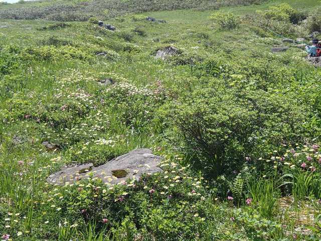 2017.7.9 月山の花々 弥陀ヶ原コース_a0344771_06013793.jpg