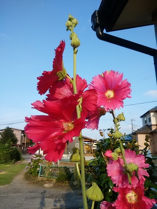 そろそろ梅雨が明けるかな～　　　_c0143772_16394321.jpg