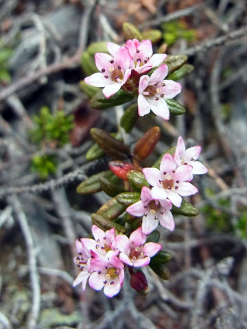 f0083977_06395196.jpg