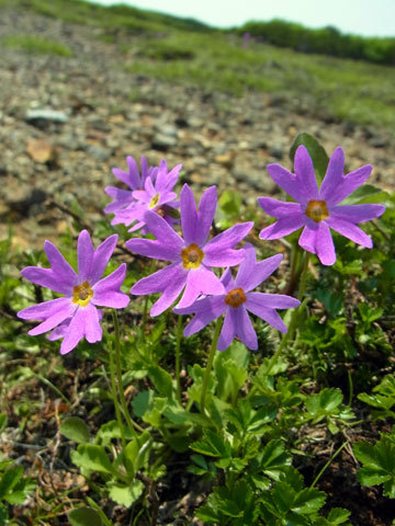 f0083977_06473838.jpg