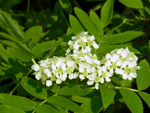 f0083977_06574139.jpg