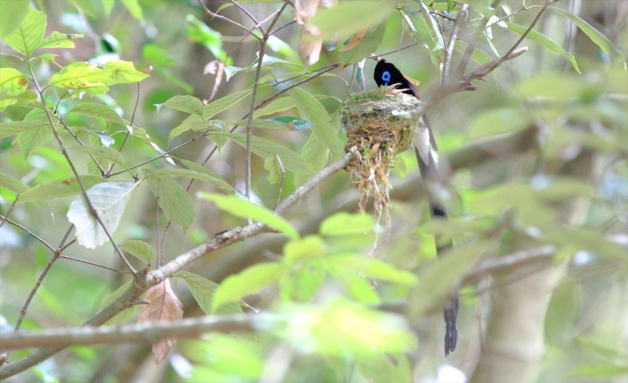 サンコウチョウ_c0320588_15462154.jpg