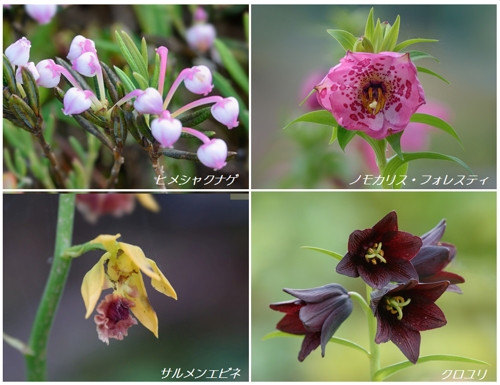 ヒマラヤの青いケシほか（白馬五竜高山植物園）_a0204089_5542965.jpg