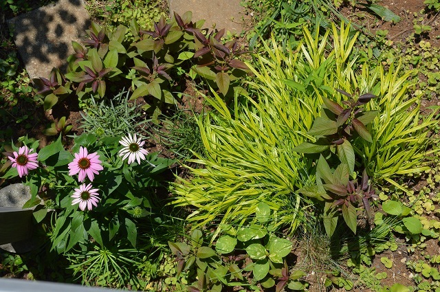 6月17日の庭。_c0124100_15310860.jpg