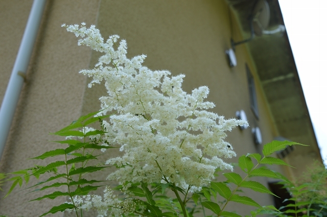 6月17日の庭。_c0124100_15323760.jpg