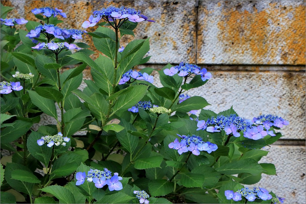 ※ 本成寺の紫陽花 (１)_d0353401_19202936.jpg