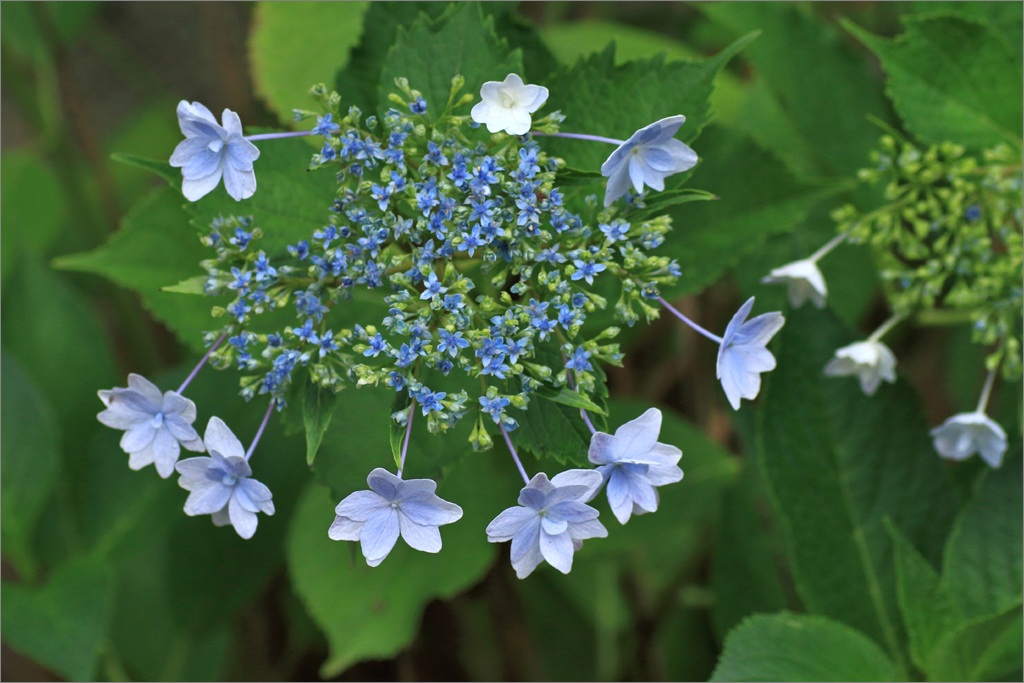 ※ 本成寺の紫陽花 (１)_d0353401_19204429.jpg