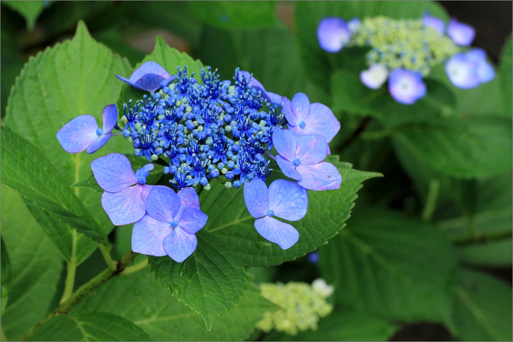 ※ 本成寺の紫陽花 (３) 終_d0353401_21541287.jpg