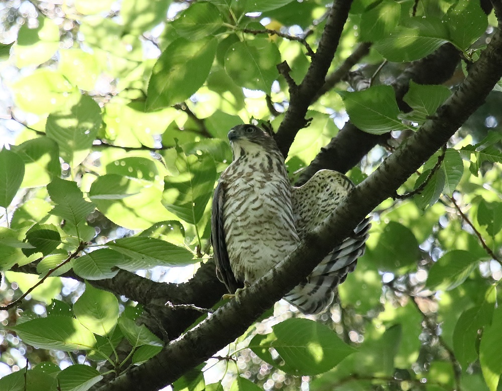 ツミ幼鳥、、もう見られません、、_f0305401_17523142.jpg