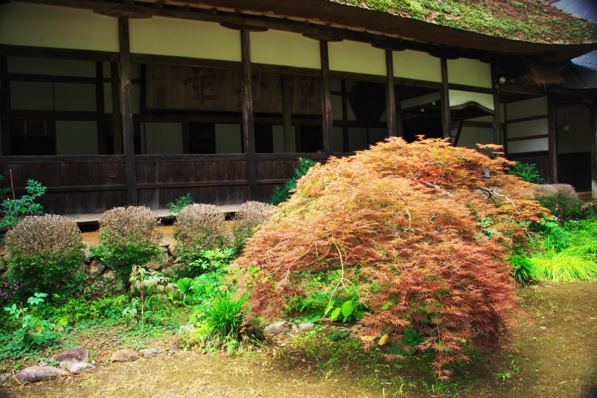 太田原市　黒羽城址　大雄寺2_a0263109_14013340.jpg