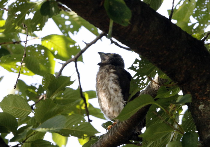 2017 アオバズクの巣立ち　その２（しぐさ）_f0239515_18425913.jpg