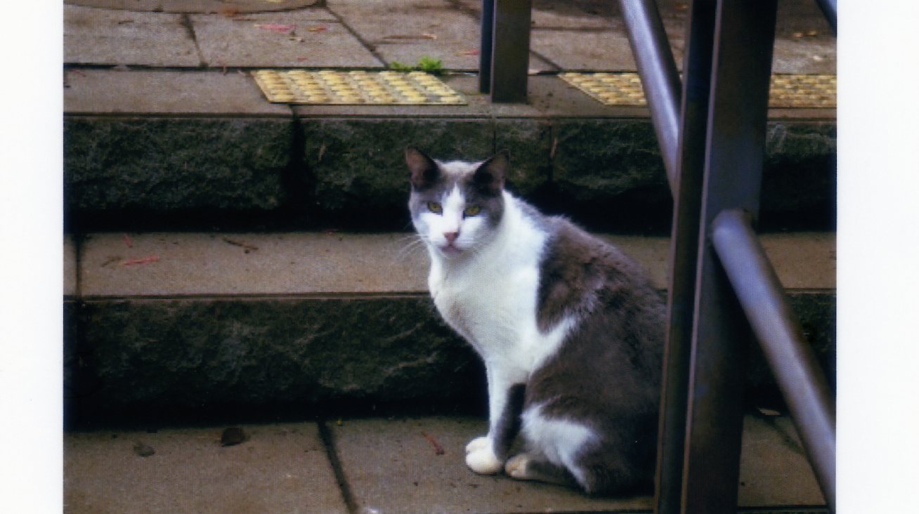 猫の首に鈴を付けよと多数決 てれどら川柳 うらかた今日助と想妻恋