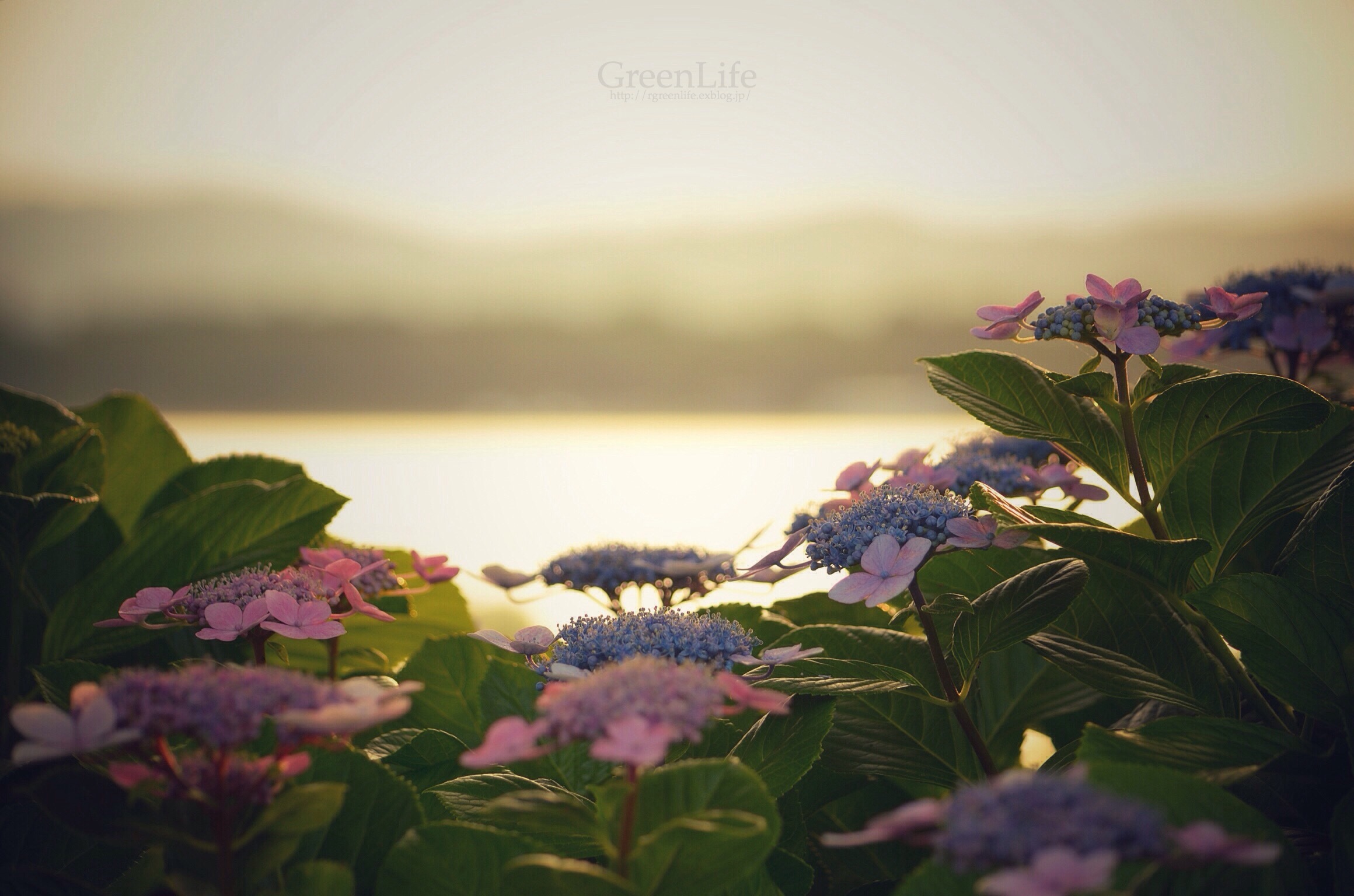 紫陽花と海 - GreenLife