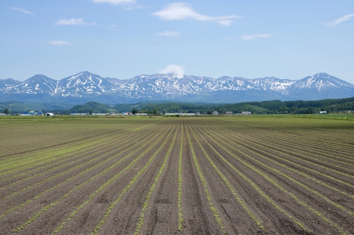 【美瑛サイクリング（5）】北海道旅行 - 15 -_f0348831_23315849.jpg