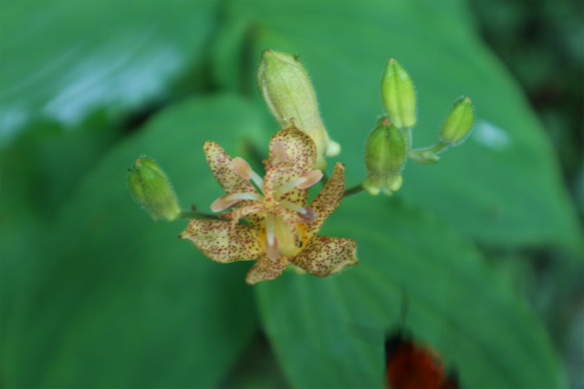 タデ湿原・坊がヅル・大船山林道での花散策！_e0272335_20261470.jpg