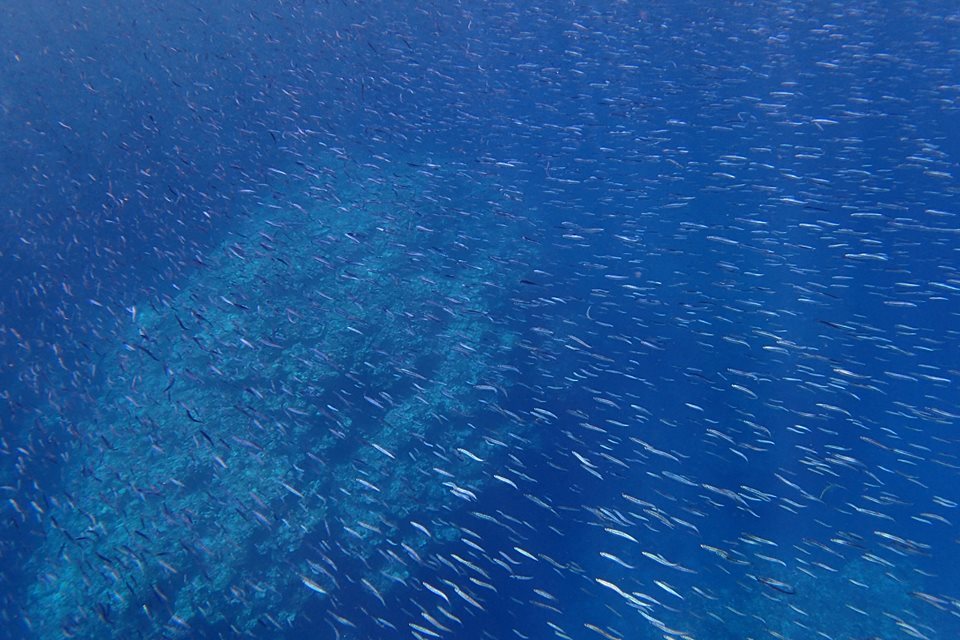 キビナゴが大量発生中～(^^)/_a0189838_07180134.jpg