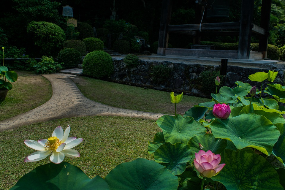 三室戸寺~蓮_e0363038_10421668.jpg