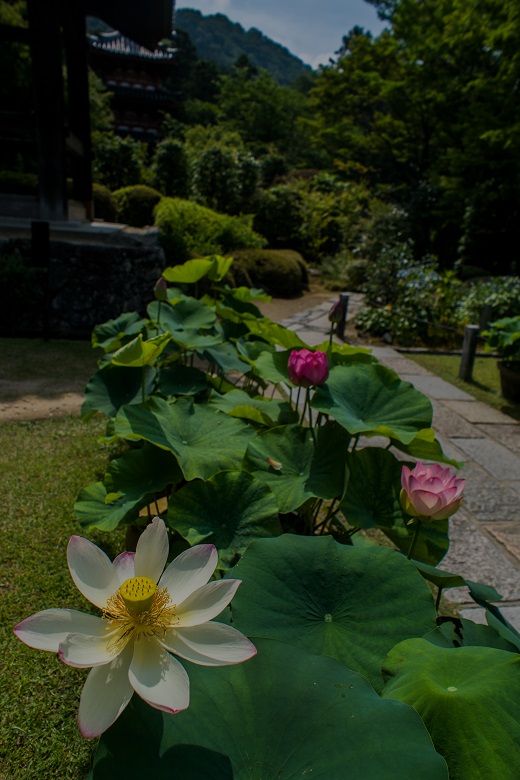 三室戸寺~蓮_e0363038_10422479.jpg