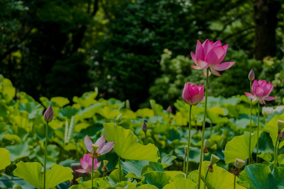 三室戸寺~蓮_e0363038_10423477.jpg