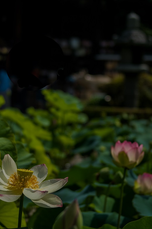 三室戸寺~蓮_e0363038_10424652.jpg
