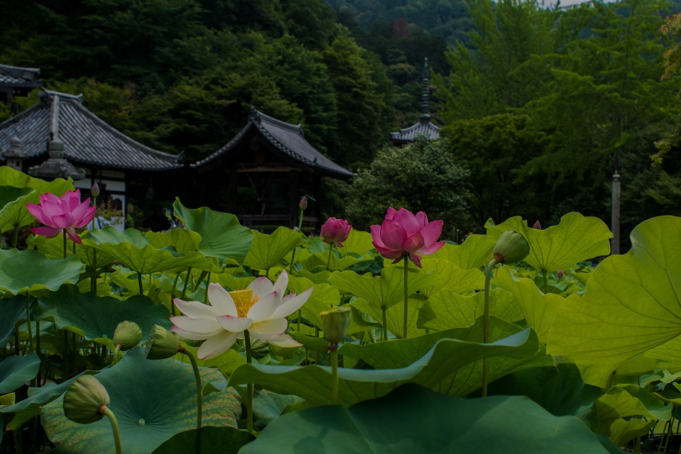 三室戸寺~蓮_e0363038_10425350.jpg