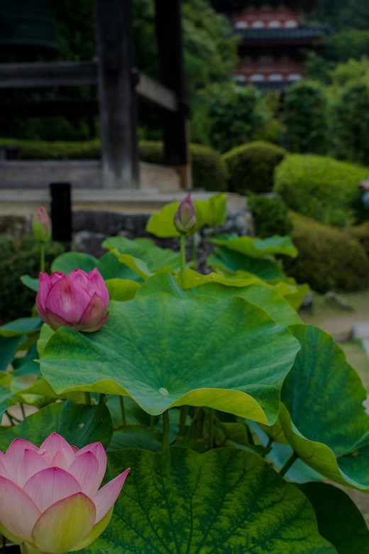 三室戸寺~蓮_e0363038_1042734.jpg