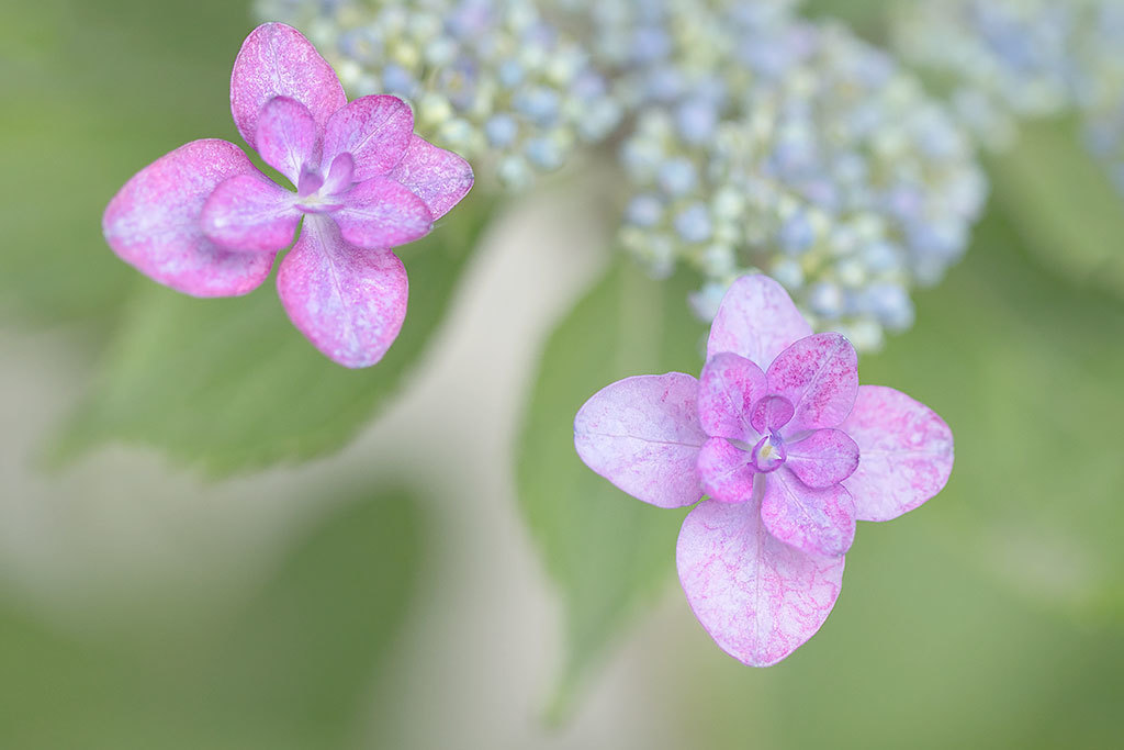 能護寺の紫陽花 １５_f0160440_14312579.jpg