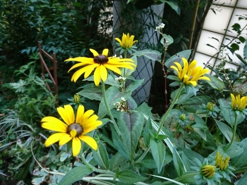 c0348441_17300095.jpg