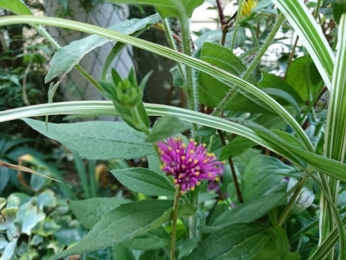c0348441_17300350.jpg