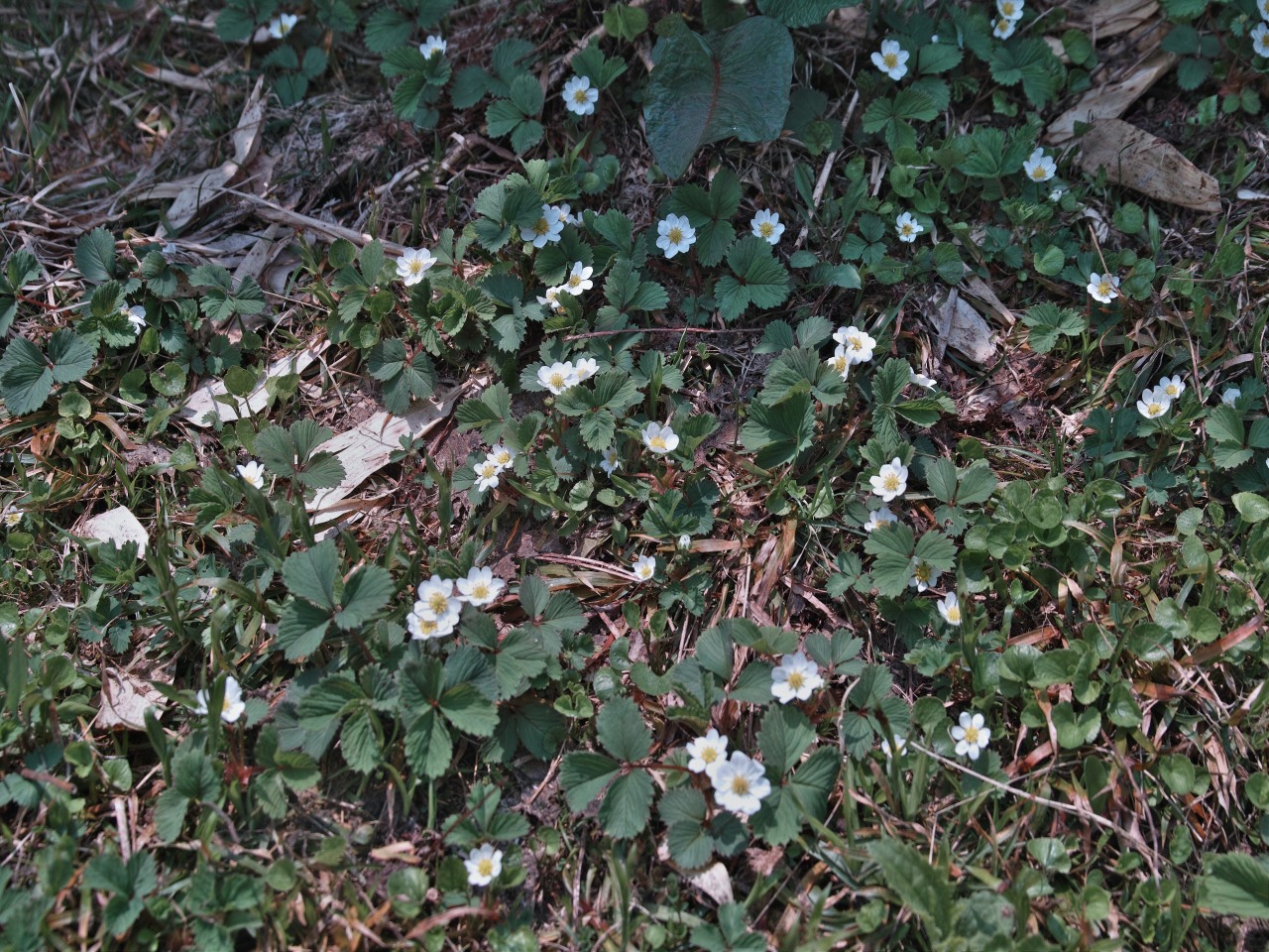 c0008948_5271542.jpg