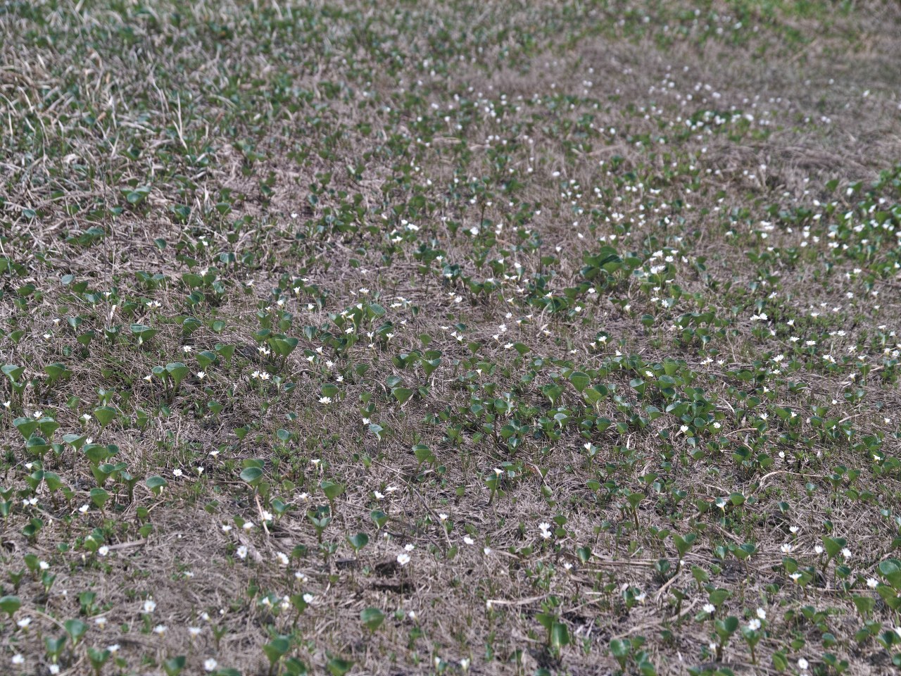 c0008948_5424120.jpg
