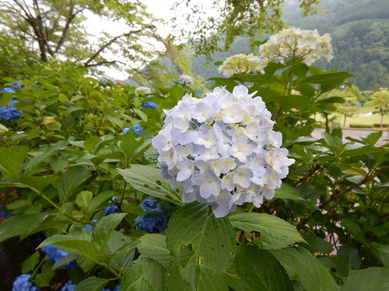 モネの池だけじゃもったいない（その2 巨大株杉の森 編）_d0231858_15283634.jpg