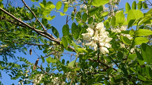 大連で見たアカシアの花_e0249060_1954473.jpg