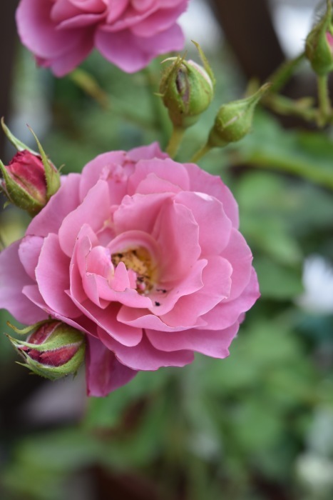薔薇あおいと庭を見守るワンコ_e0366161_21562822.jpg